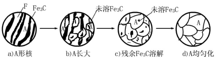 共析鋼的奧氏體化過程示意圖